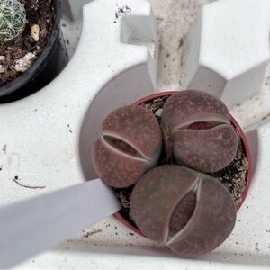 Brown Living Stone Succulent (Lithops)